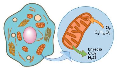 Respiración celular