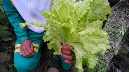 Cosecha de lechuga